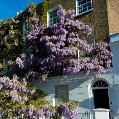 Has London&rsquo;s wisteria craze gone too far?