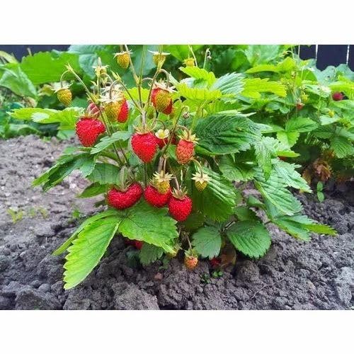 Live Strawberry Plant "ComboSelva Strawberry fruit"Grafted hybrid - 2 Healthy Live Super Yielding Early Fruting Selva Strawberry Fruit Plant 10 Inch Height in Nursery Grow Bag for Home Garden (B0CP145NFP) Amazon Price History, Amazon Price Tracker