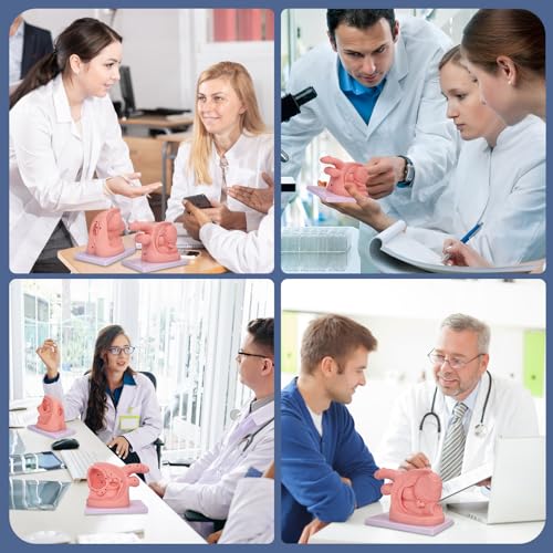 Image of 2Pcs Catheterization Model Male Female, Catheter Model Internal External Genital PVC Anatomy Model Nursing Practice for Medical Clinical Teaching and Practical Training