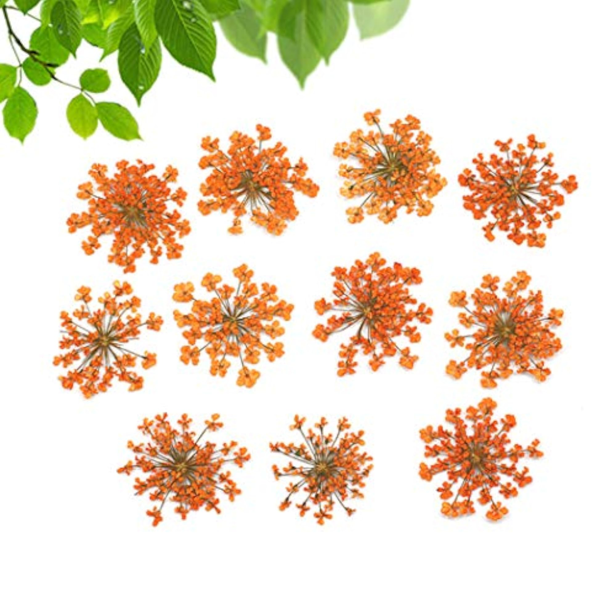 120PCS Dried Flower Creative DIY Craft Supplies