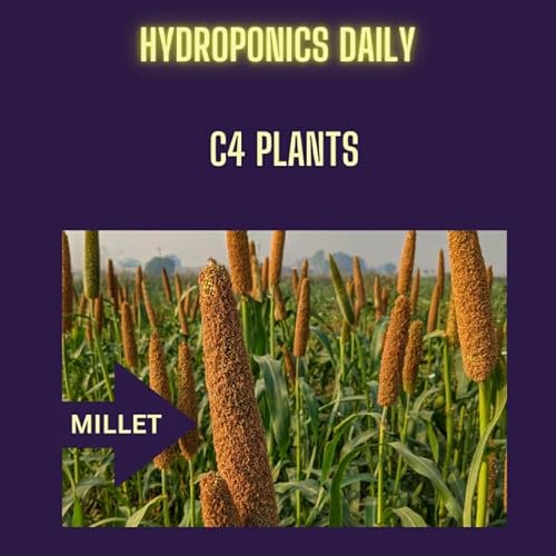Page de couverture de Are you growing a C4 crop? Maize, millet, Sorghum, Bermuda Grass etc