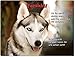 Produktbild Merchandise for Fans Blechschild/Warnschild/Türschild - Aluminium - 15x20cm - mit Spruch - Motiv: Husky/Siberian Husky/Alaskan Malamute - 03