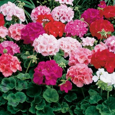 Audbhidhi Seeds | Geranium Flower Seeds Hybrid | Geranium Flower Plant Live | Geranium Seeds Hybrid Mixed | Geranium Flower Seeds Mix Colour | Geranium Flower Plant Seeds pack of 5 seed pack of 2 packet s (B0B77HWWR7) Amazon Price History, Amazon Price Tracker