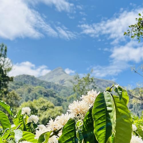 Image of Bluhills Mellow Medley - Blend of Pure Arabica & Robusta Coffee, 1Kg, Single Origin Wayanad Coffee blend, freshly roasted and ground for a perfect filter coffee, stove top, or drip brew