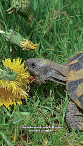 Landschildkröten-Futterpflanzen: 100 Wildkräuter einfach erkennen