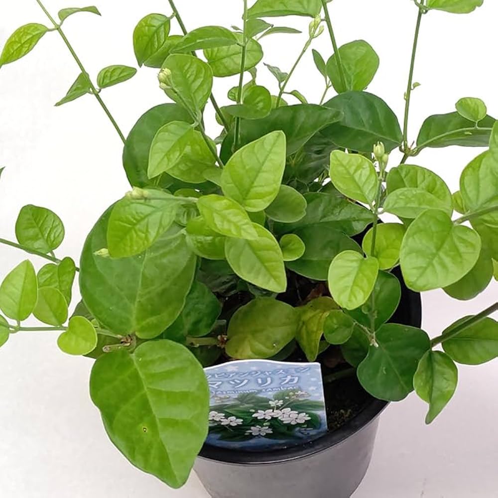 じゃすみん Amazon.co.jp: アラビアンジャスミン マツリカ 茉莉花 4号 12cm