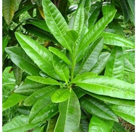 All Spice Plant Sarvasugandhi/Jamaica pepper (Pimenta dioica)/Medicinal Live Plant Pack of 1