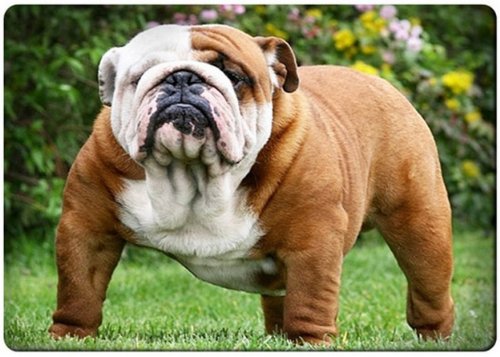 English Bulldog Christmas Funny English Bulldog Puppy Fridge Magnet – Cute Gift Card Insert For Toolbox Or Refrigerator English Bulldog Collar - Foto 7