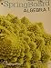 SPRINGBOARD ALGEBRA [Consumable Student Edition]