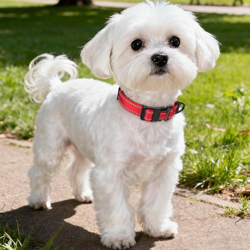 Image of Taglory Reflective Small Dog Collar, Comfortable for Safe Night Walks, Red