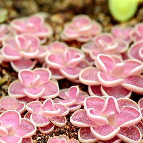fettkraut pflanztöpfe blumensaat fleischfressende zimmerbonsai bonsai blumenwiesensaat dachbegrünung wildkräuter blumendeko büropflanzen kräuterpflanzen kräutergarten indoor 100samen