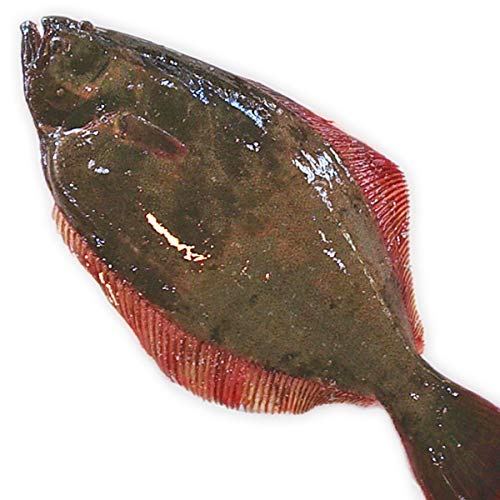 Amazon.co.jp: 魚水島 天然ヒラメ 平目 日本海産 4.5～4.9キロ物