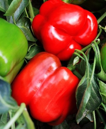 125 Semi di Majestic Red Hybrid - peperoni dolci:Graines