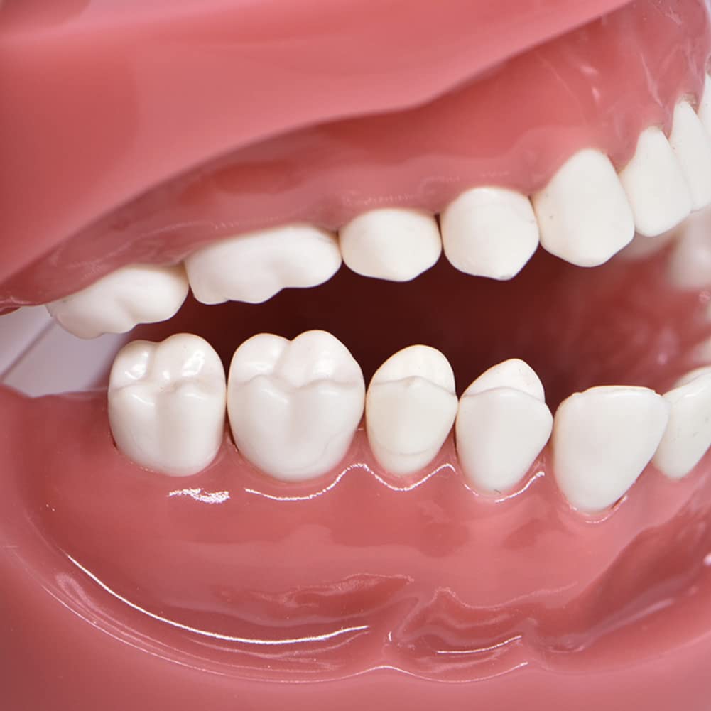 Modello Dentale Spazzolatura Filo Interdentale Pratica Denti Typodonts Modalita Gengiva Dimostrazione Anatomica Visibile