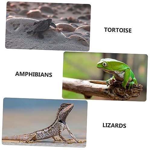 Yardwe Reptilien Futterbecken Aus Natürlichem Stein 25x12cm Glatte Oberfläche Langlebig Und Leicht Zu Reinigen Für Schildkröten Eidechsen Und Geckos Terrarienzubehör Für Kleine Reptilien