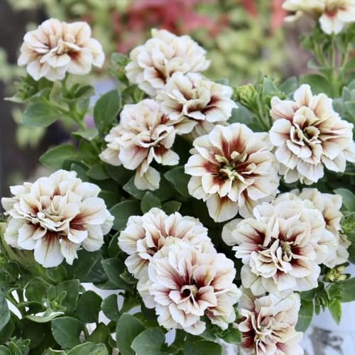 semi di petunia appesi di perenni resistenti di petunia petunia resistenti all'esterno, primaverili 500pcs