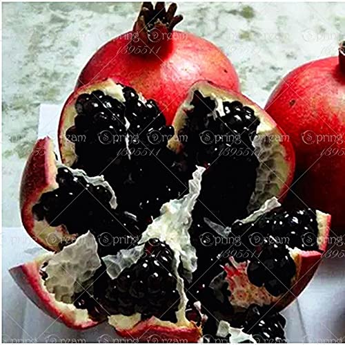 Royal Paradise Garden Rare Pomegranate Fruit Seed"Black" Exotic 15 Fruit seeds for Growing (B094C6YVWD) Amazon Price History, Amazon Price Tracker