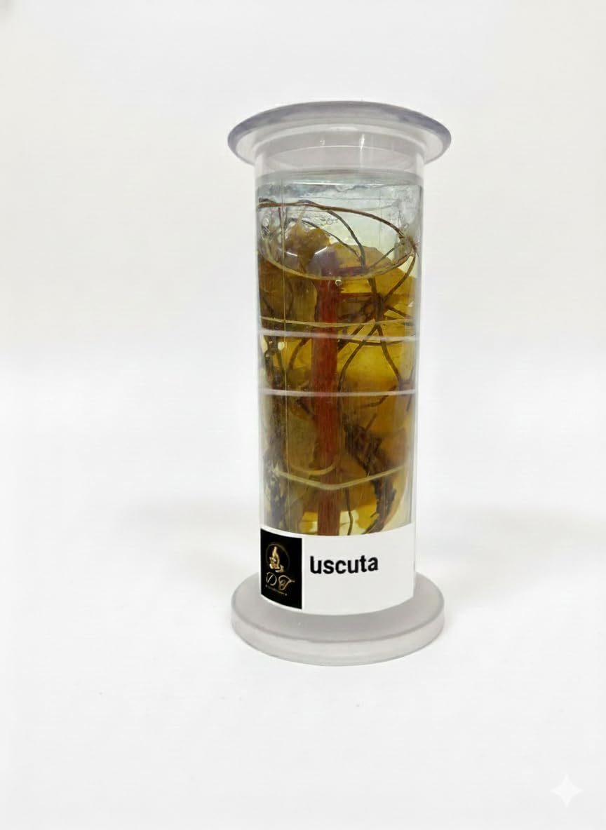 DT Science House Professional Cuscuta Specimen in Glass Container, Educational Lab Supply with Preservation Solution, Botanical Study Teaching Aid-image-9