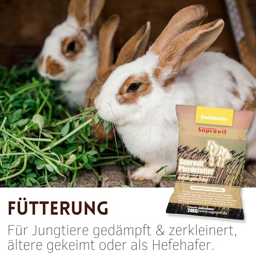 Supravit Hafer ganz 20kg | Frischer gelber Futterhafer natürlich & ungeschält für Pferd und Pony | staubfrei & riecht gut I Hafer Energie & Kraftfutter Pferd