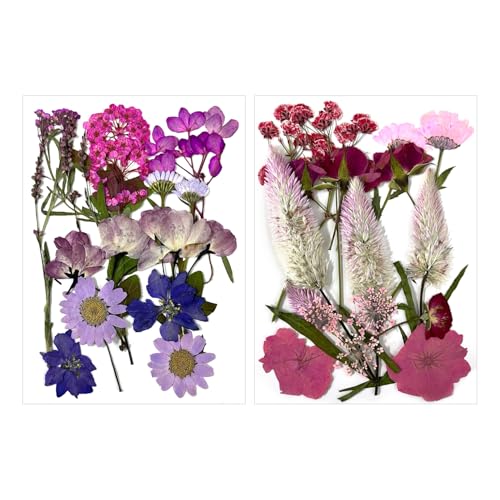 GDFHBD 2 Sets Of Dried Flower Specimens, Diy Handicraft Materials, Plant Decorations, And Can Make Scrapbooks, Coasters, Murals.