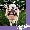 Milka White Chocolate - 90g
