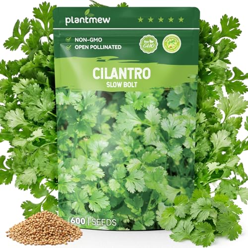 PLANTMEW 600 Cilantro Seeds for Planting Indoors & Outdoors - Premium Non-GMO Slow Bolt Coriander Seeds High Germination Herb Seeds for Home Garden