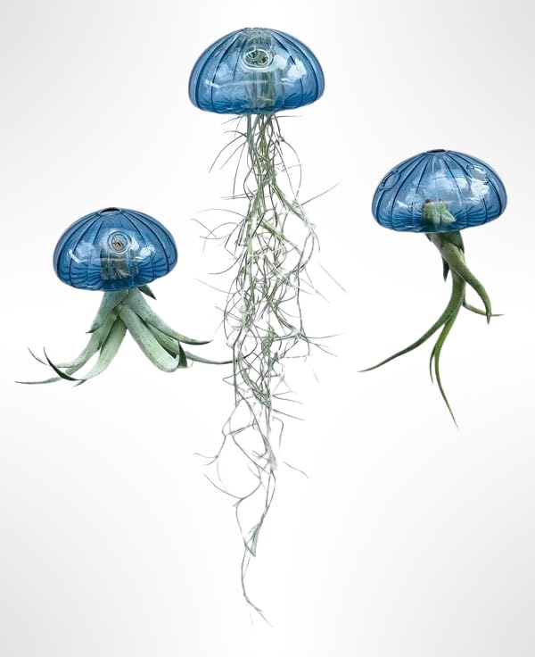 Trendyairplants Tillandsien Pflanze - Luftpflanze Echt - Air Plants - 1 x Quallenpflanze mit Seeigel aus Blauem Glas - Bromeliengewächs - Spanisches Moos - Luftpflanzen Halterung - Innen