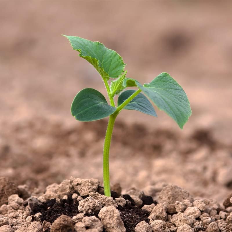 Miniatura 4 de Cortadora de arbustos sin erupciones de pepino F1 (20 semillas)