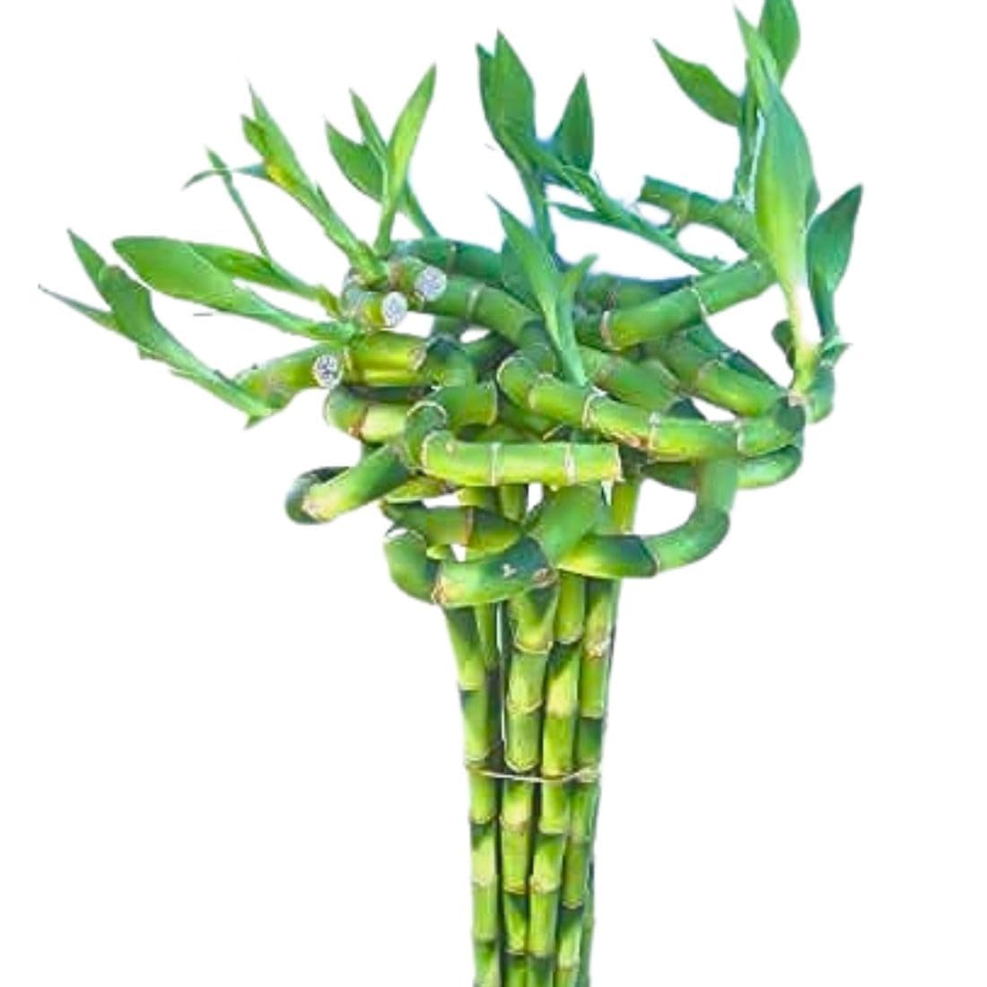 Spiral Lucky Bamboo - Good Luck Plant -7 Spiral Lucky Bamboo - Good Luck Plant -7