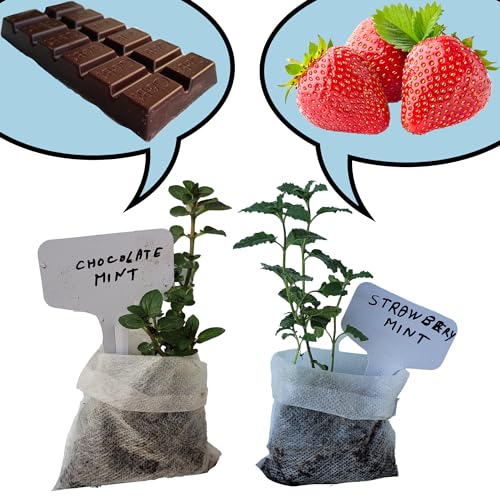 Chocolate+Strawberry Mint Plants. Live, Fragrant, Fresh, Easy Grow. Edible. Indoor/Outdoor. (Choc+Strawberry Mint Bags)