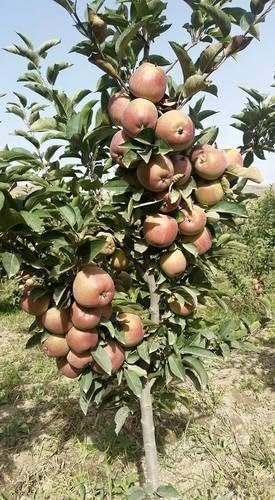 See full amazon price history chart for Golden Bloom Original Grafted 2 Live HRMN-99 / Hariman 99 Live Apple plant Minimum height 2-3 FT -especially for Hot Indian Climate Hot Weather For Rooftop Garden Tarace Garden Pack Of 2 Plants Golden Bloom Original Grafted 2 Live HRMN-99 / Hariman 99 Live Apple plant Minimum height 2-3 FT -especially for Hot Indian Climate Hot Weather For Rooftop Garden Tarace Garden Pack Of 2 Plants (B0D77XN7NZ) Amazon Price History, Amazon Price Tracker
