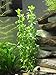 Aquatic Arts Moneywort - 2 Bunches - Live Aquarium Plants