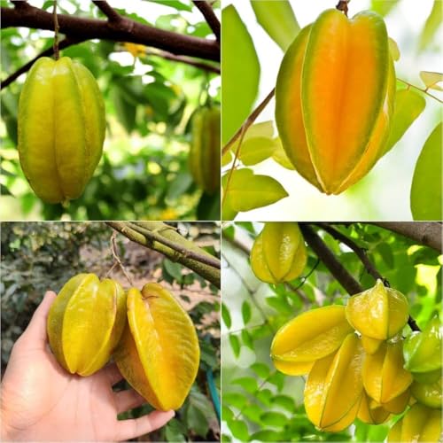 Image of All-Time 12 Months Hybrid GRAFTED Live Fruit Plant Original & Authentic Organic Tree for Outdoor Fast-Growing Fruit Plant Home Gardens Pack Of-1 (Ster Fruit Plant, Medium)