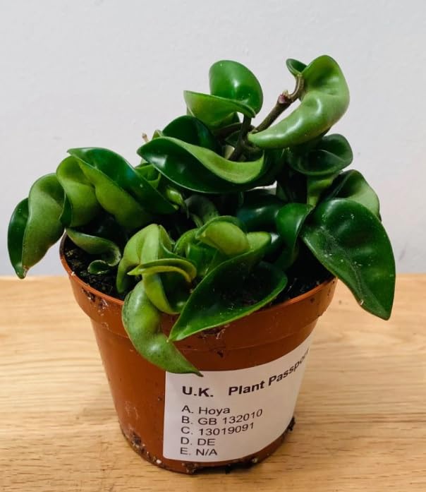 Hoya carnosa compacta Green - Hindu Rope Indoor Plant in 9 cm Pot