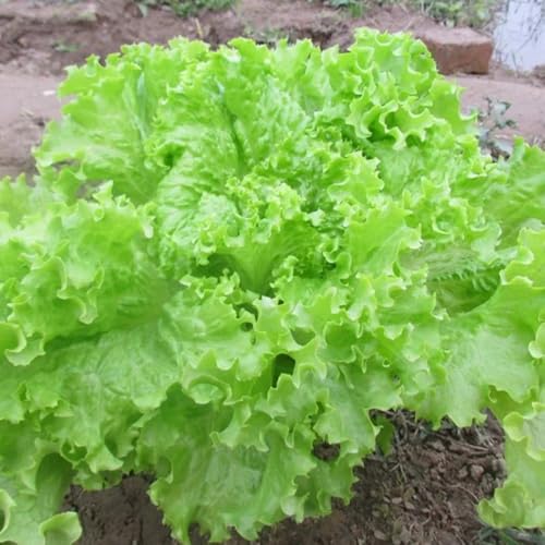 Semillas de lechuga, orgánicas semillas de exóticas 800pcs