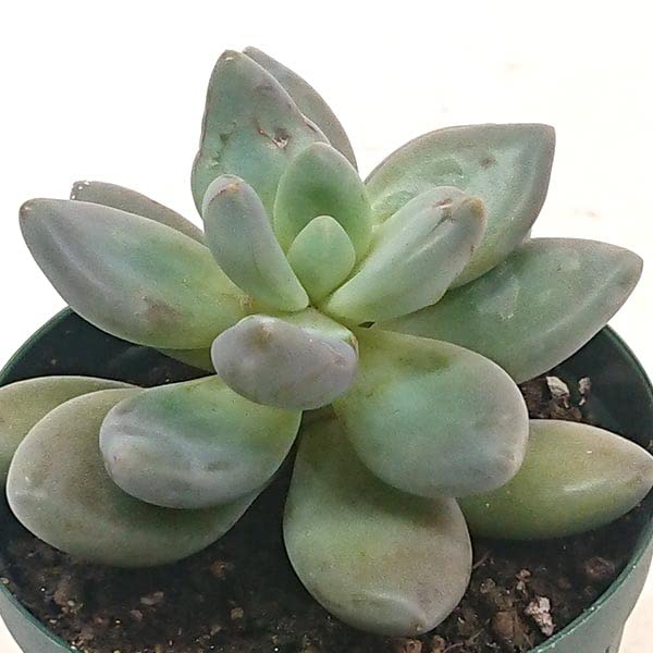 Amazon｜多肉植物 パキフィツム属 紫麗殿 しれいでん カット極小