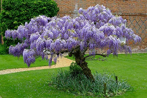 Vaacnee 15 Fresh Wisteria Sinensis Seeds Purple Wisteria Tree Gorgeous Blooms #TOP1