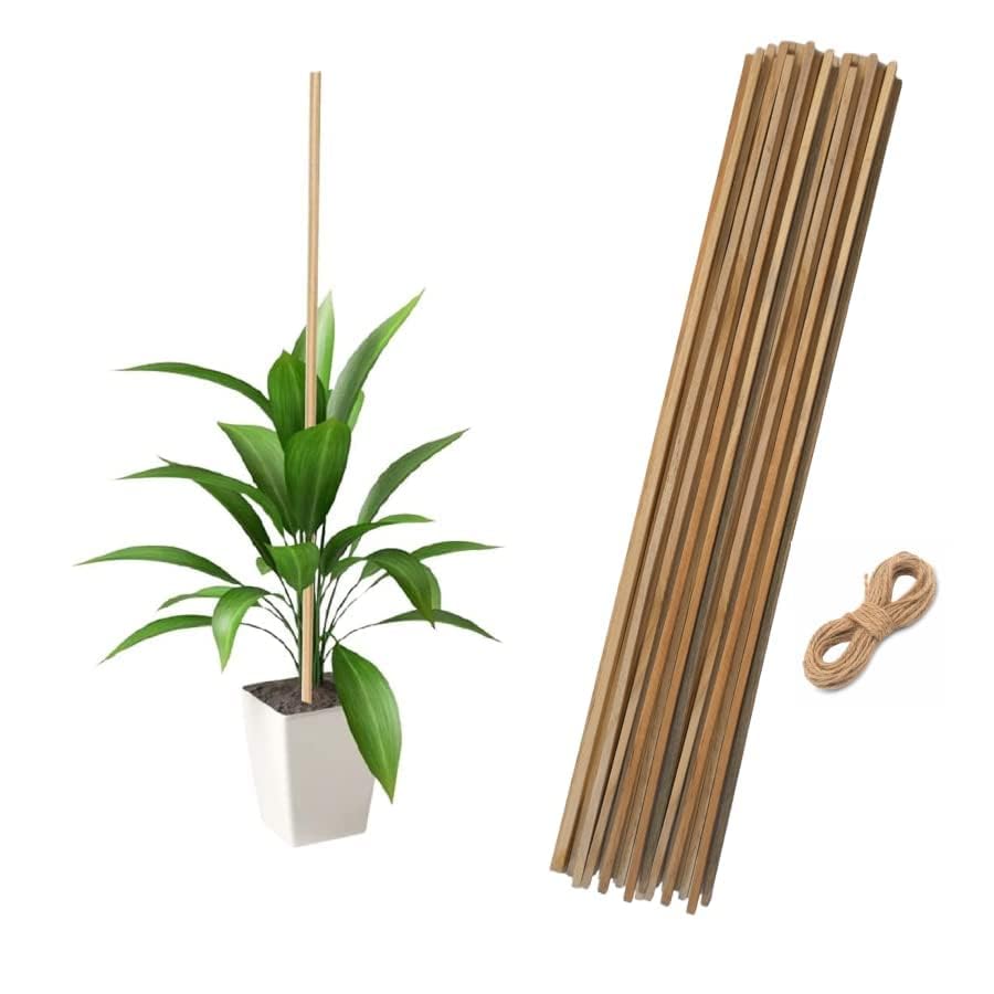 Bamboo Plant Support Sticks, Natural Wood, 60 cm Height, Garden Climbers Support Stakes, Pack of 10.-image-19