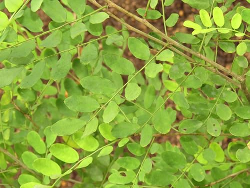 CooPany® Elumbotti Ilai plant/Elumbu Otti Healthy Live Herbal Plant With Safe & Secure Packing