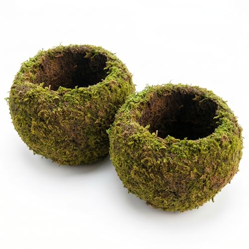 Boules de mousse de 8 pouces pour pot de bonsaï naturel, lot de 2