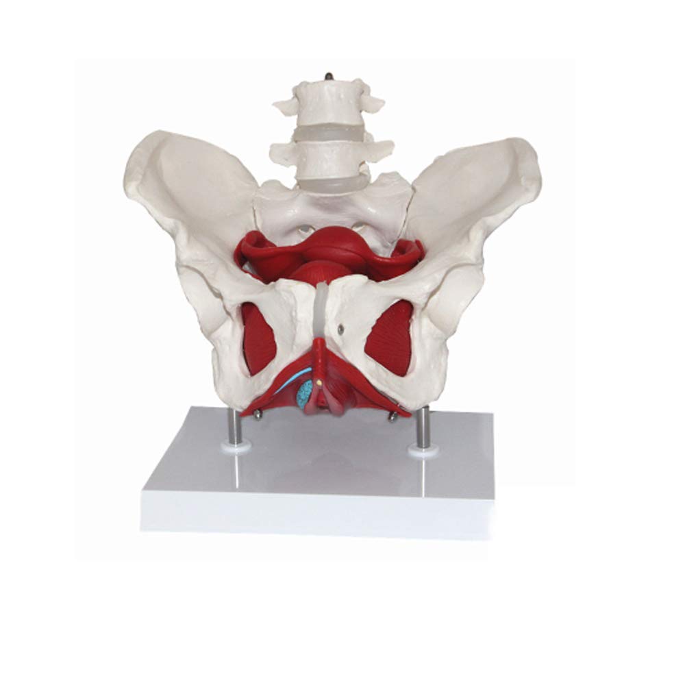 BD.Y Assembly model Medical Anatomical Female Pelvis Model with Removable Organs, 2 Lumbar Spine,Pelvic Floor Muscle Uterus Model for Anatomy Class Teaching Aid Clinic