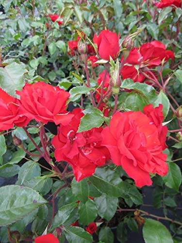 Rosa La Sevillana ® - Strauchrose La Sevillana ® - Meilland Rose