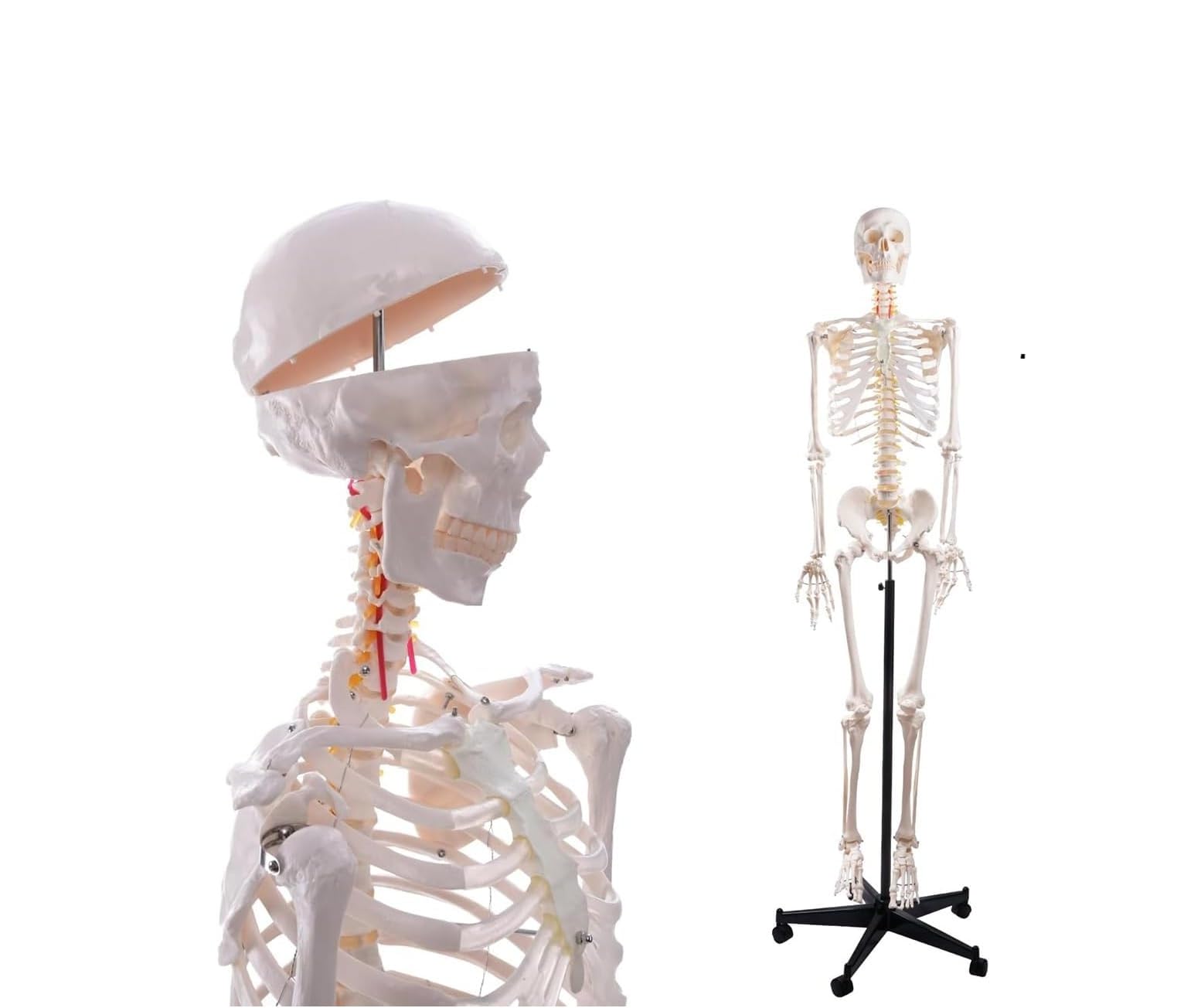 Model szkieletu ludzkiego naturalnej wielkości do badań anatomicznych, układ szkieletowy całego ciała o długości 180 cm