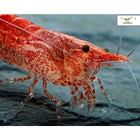 Red Fire Garnele Neocardina davidi