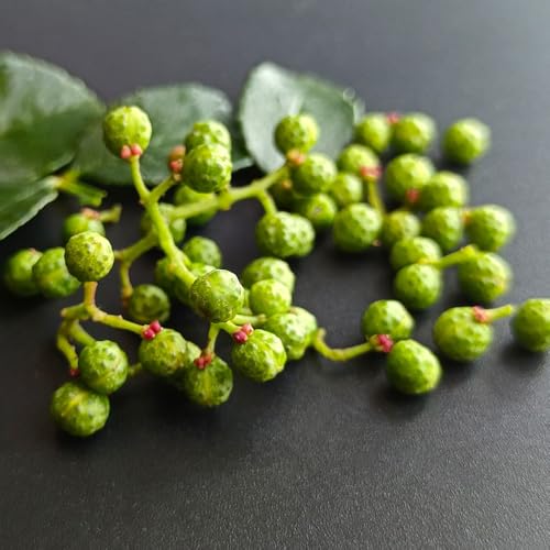 semi di peperone di selvatiche, peperone resistenti giardino, esotico copertura del terreno cucina giardino 300pcs