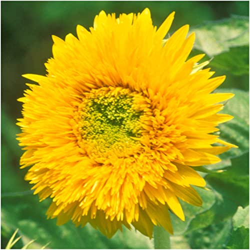 Seed Needs, Dwarf Teddy Sunflower Seeds For Planting (Helianthus Annuus) Single Package Of 100 Seeds - Heirloom, Cut Flower & Open Pollinated #TOP1