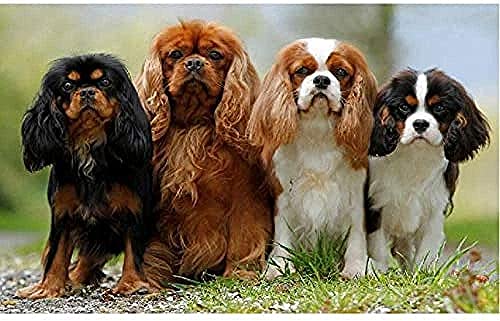 ZYYSYZSH Puzzle pour Adultes 1000 pièces Cavalier King Charles Spaniel Puzzle Grand Jeu intéressant Cadeau Jouets Adultes Jouets éducatifs (38x26 cm) Cover