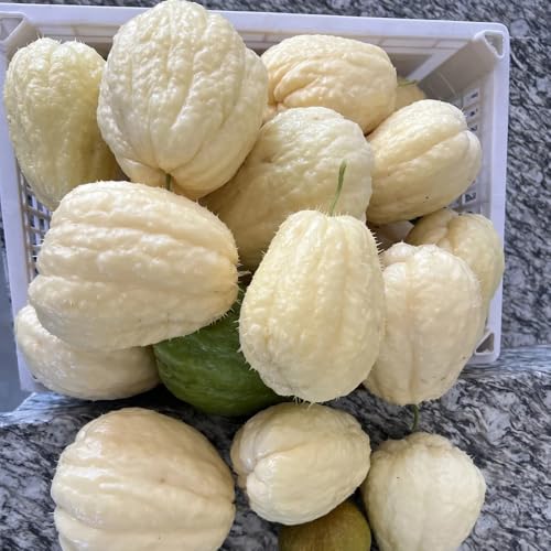 semillas de chayote organicas de invierno, chayote de organicas, para balcones 75pcs