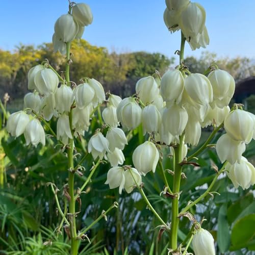 semi resistenti di giglio di palma, amici yucca filamentosa, arbusti per il giardino rare arbusti resistenti per luoghi soleggiati 20pcs