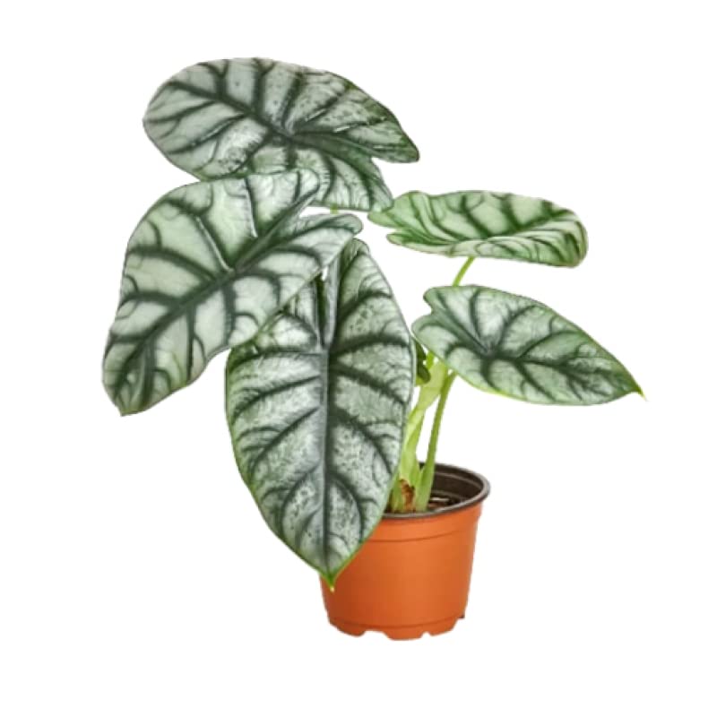 PLANTSGURU Alocasia Silver Dragon Plant (B0B7NRG281) Amazon Price History, Amazon Price Tracker